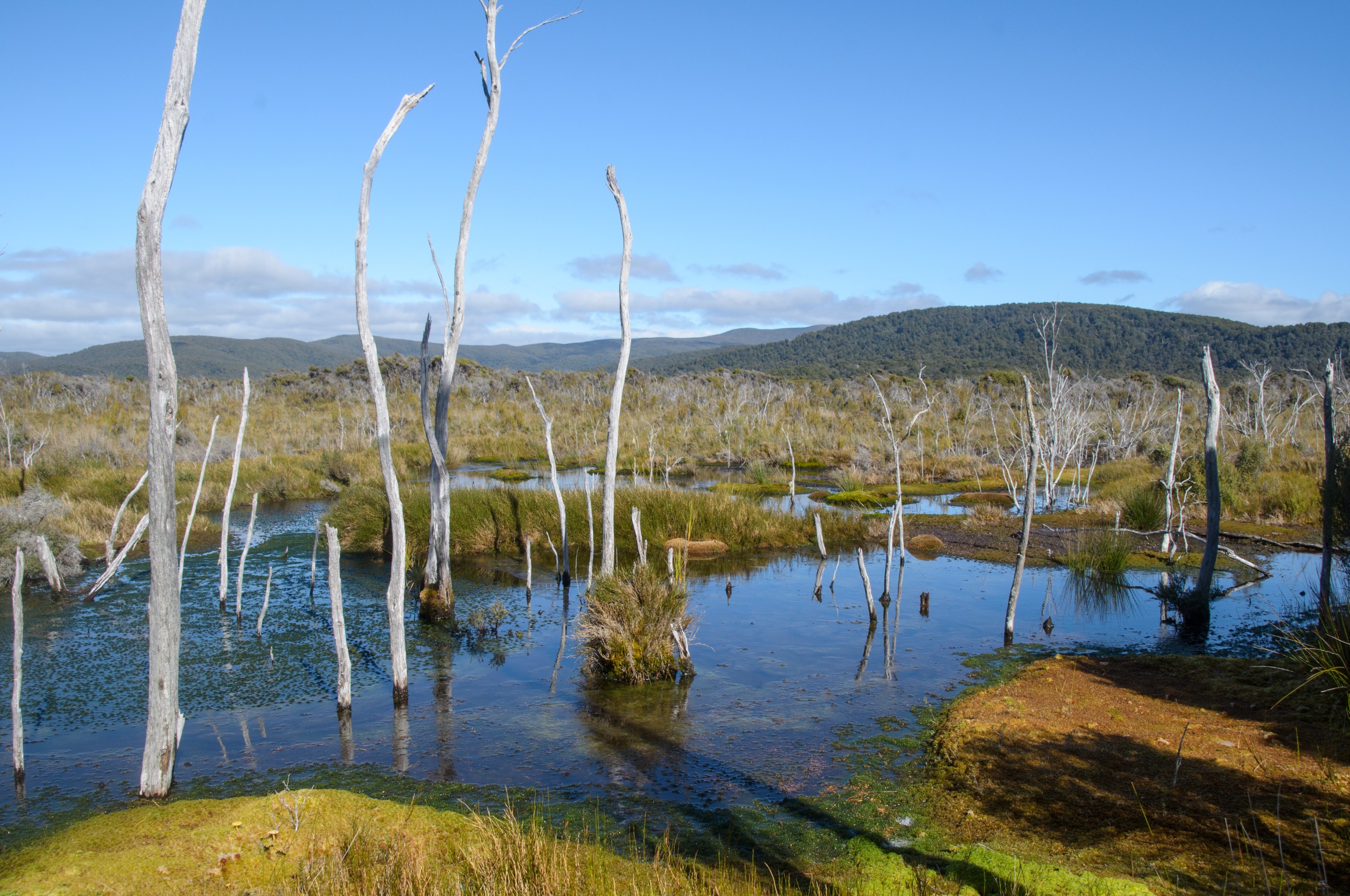 DSC_2179 – Adventure, Crispin, Freshwater, Freshwater Hut, Hut, Island, March 2017, Mason, Mason Bay, National Park, New, New Zealand, Rakiura, South, Stewart, Zealand